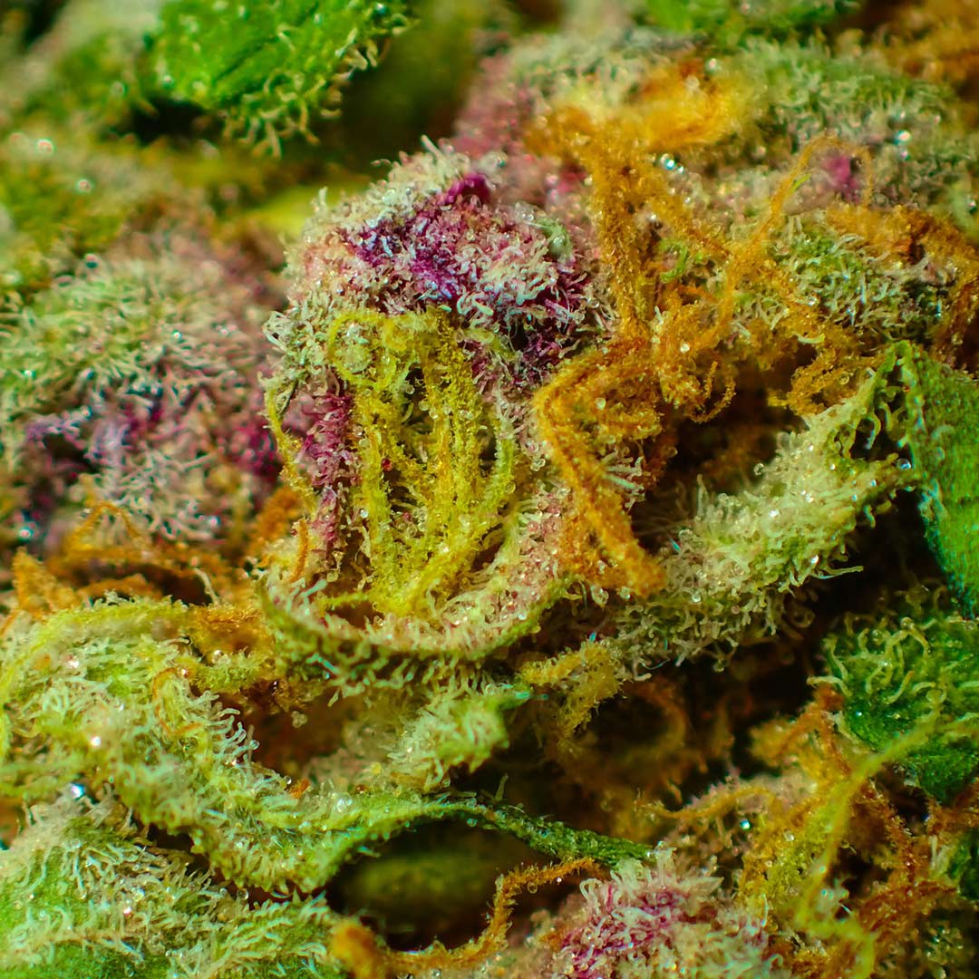 Medicinal-Cannabis-Close-up