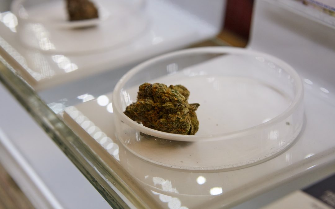 Ozařování konopí – prospívá nebo škodí?