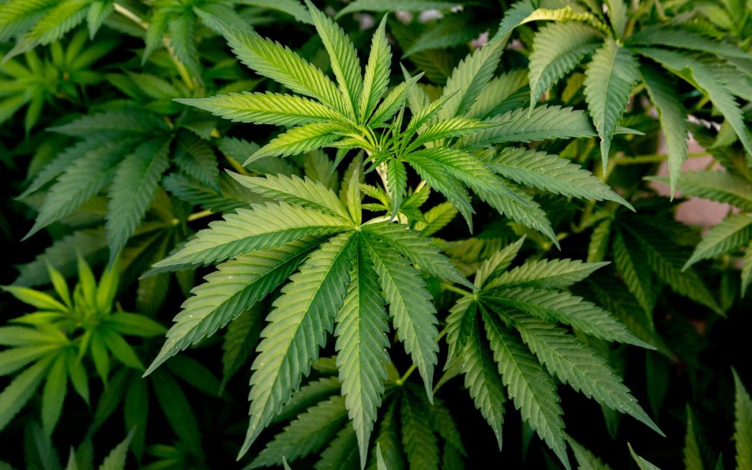 Motagon na konferenci Cannabis Summit – Praha, 27. května