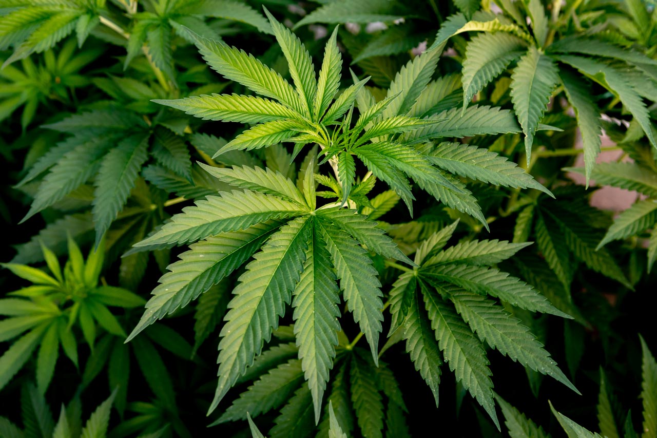 Cannabis-Summit-Prague-May-27th