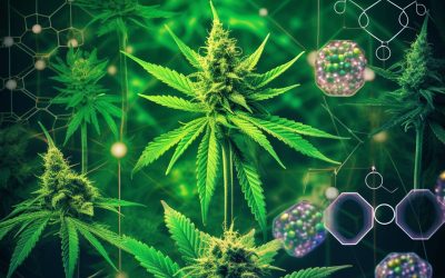 Genotypy, Fenotypy a Chemotypy: Klíč k Porozumění Léčebným Odrůdám Konopí